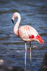 Flamant rose