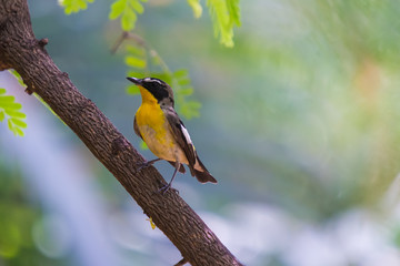 Yellow-rumped Flycatcher Bird