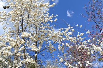 Blue sky with white clouds,blossom white tree