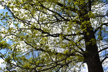 Tree with green leaves.