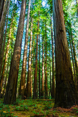 Die Mammuts vom Humboldt Park 