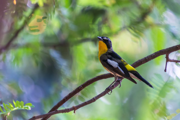 Yellow-rumped Flycatcher Bird