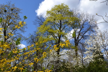 Green tree,yellow flowers,clouds,blue sky.