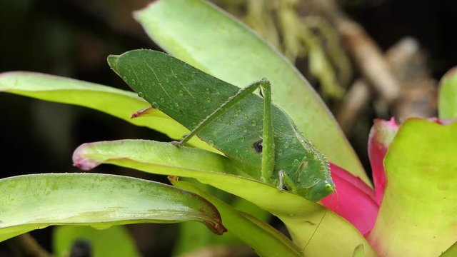 Macro Green grasshopper swaying on the leafs with water drops on the body. nature and insects background full hd and 4k. big grasshopper after rainy day.