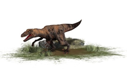 Fototapeta premium Raptor Velociraptor dinosours - isolated on white background