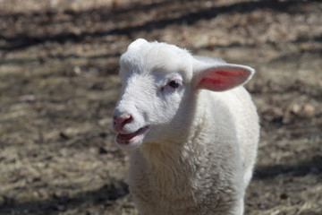 Obraz premium young sheep white lamb portrait isolated