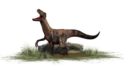 Raptor Velociraptor dinosours - isolated on white background