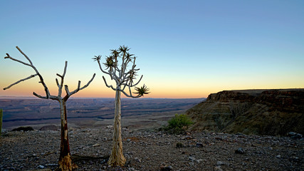 Obraz premium Quiver Trees in Fish River Canyon, Namibia