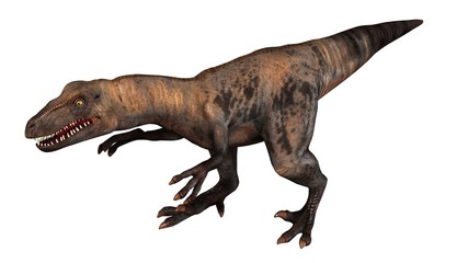 Raptor Velociraptor dinosours - isolated on white background