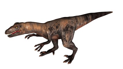 Raptor Velociraptor dinosours - isolated on white background