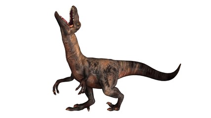 Raptor Velociraptor dinosours - isolated on white background