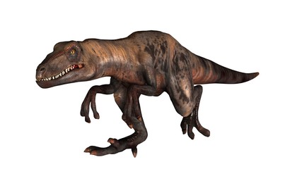 Raptor Velociraptor dinosours - isolated on white background