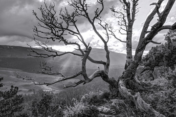 Fototapety  Beautiful scenic landscape of dried bare tree with spreading branches in Caucasus mountains at summer sunset. Greyscale HDR scenery