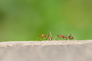 macro red ant