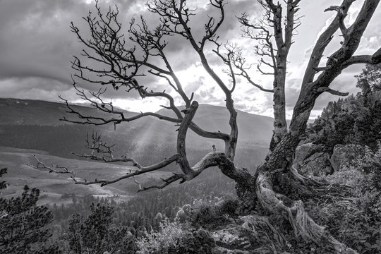 Fototapeta Beautiful scenic landscape of dried bare tree with spreading branches in Caucasus mountains at summer sunset. Greyscale HDR scenery