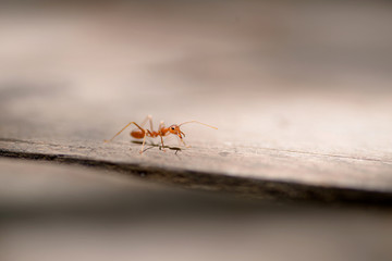 macro red ant