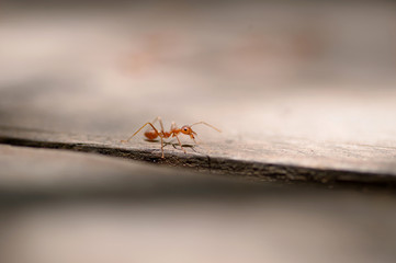 macro red ant