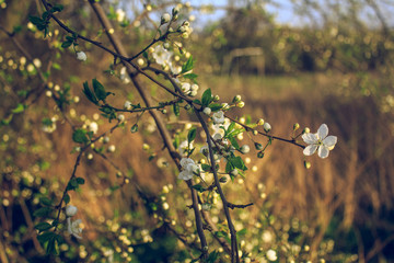 Pierwszy oddech wiosny © Jakub