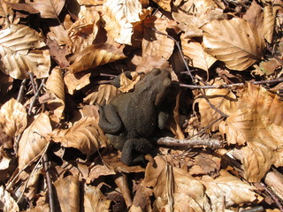toad in a forest