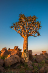 The quiver tree, or aloe dichotoma, Keetmanshoop, Namibia