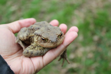 Krötenwanderung: Eine Erdkröte