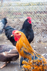 White hen on the green grass