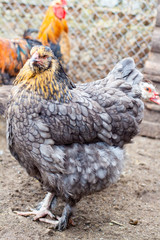 White hen on the green grass