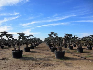 Photo sur Aluminium Olivier olive tree plantation with drip irrigation