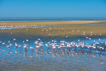 Fototapeta na wymiar Flock of flamingos at Walvis Bay, Namibia