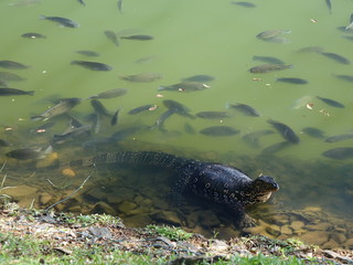 Varan d'eau du Sri Lanka