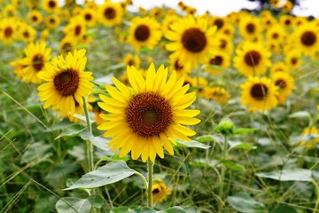 長崎鼻のひまわり