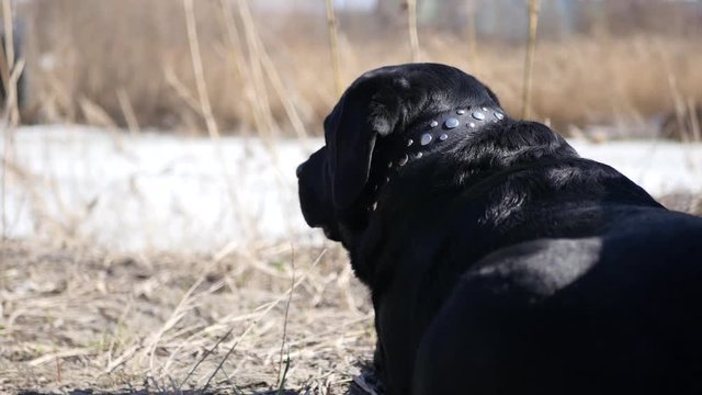 An adult handsome labret in a collar lies on the street, staring into the distance on the yellowed grass. 4k, 3840x2160. HD