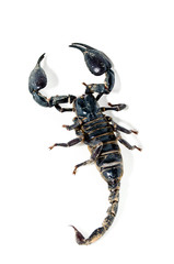 scorpion.