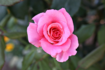 rose flower garden nature flora