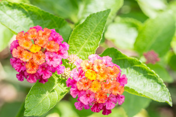 Colorful flower, Lantana, Wild sage, Cloth of gold (Lantana camara L.)