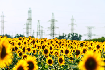 Yellow blooming sunflower field at sunset on electricity aerial line transmission towers background
