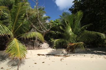 Fototapeta na wymiar Coconut Palm Tree, Beach Anse Lazio, Praslin Island, Seychelles, Indian Ocean, Africa / At he beautiful white sandy beach grow tropical trees. 