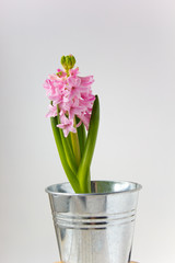 pink hyacinth isolated on white background
