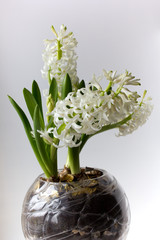 white hyacinth in a glass ball standing in a room on a table