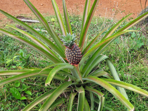 Small pineapple growing in natural environment. Close up view