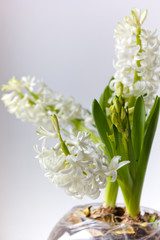 white hyacinth in a glass ball standing in a room on a table