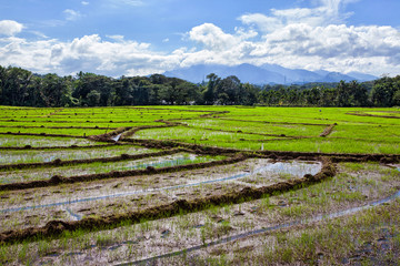 Рисовые поля острова Шри-Ланка.