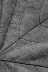 Autumn Fallen Dry Maple Leaves Black Grunge Background Texture