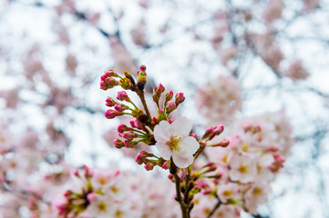 Beautiful cherry blossom sakura in spring time over blue sky.