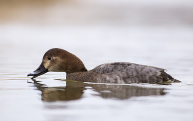 Pochard in the lake