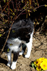 black and white cat 