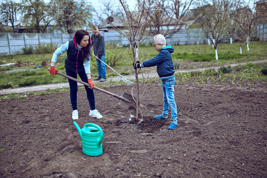  planting a tree in garden at backyard .
