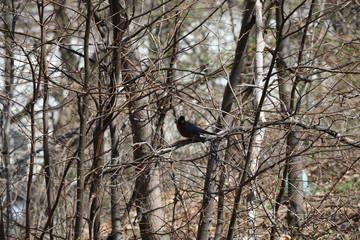 Bird Hanging out 