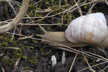 winniczek © Henryk Niestrój