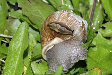 winniczek © Henryk Niestrój